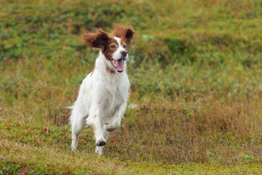 Irish Red and White Setter Dog running_Glenkar_Shutterstock