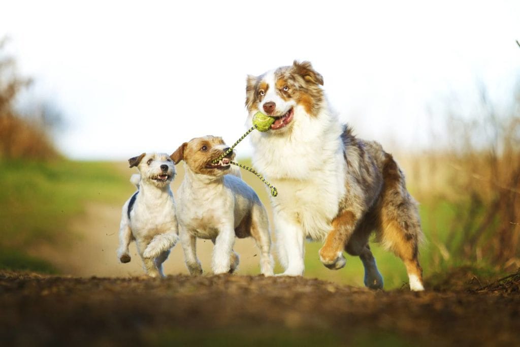 Jack Russell Terrier German Shepherd playing_Best dog photo_shutterstock