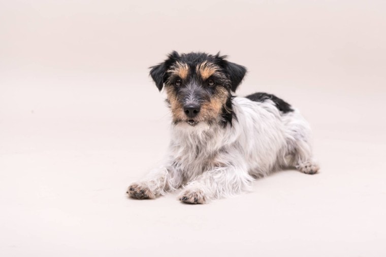 Jack Russell Terrier German Shepherd puppy_Thka_Shutterstock