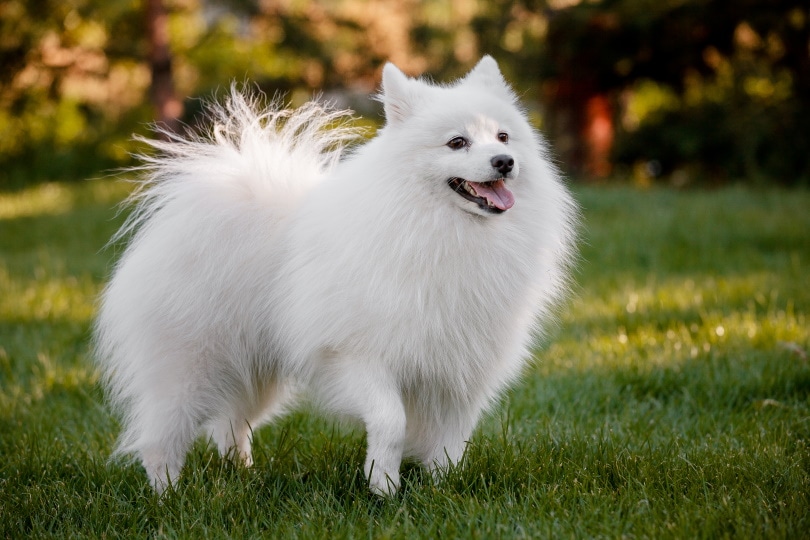Japanese Dog Mom Sex - Japanese Spitz Dog Breed Guide: Info, Pictures, Care & More | Pet Keen
