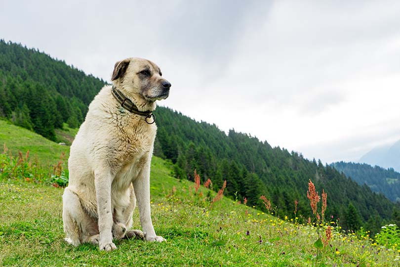 Kangal Dog: Complete Guide, Info, Pictures, Care & More! | Pet Keen