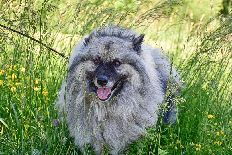 Keeshond in the grass