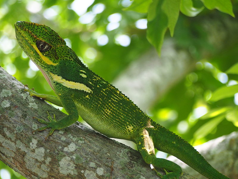 Knight Anole on a branch 8