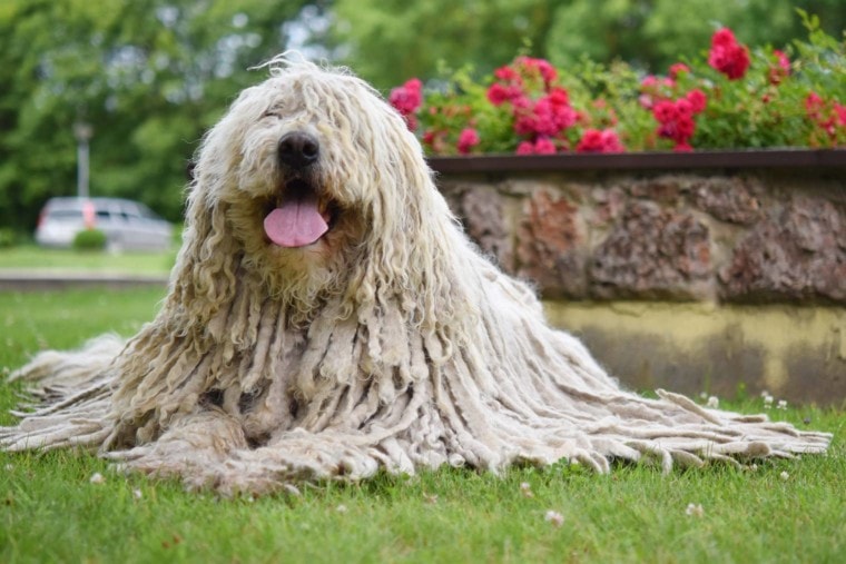 Komondor-laying-down-in-the-park