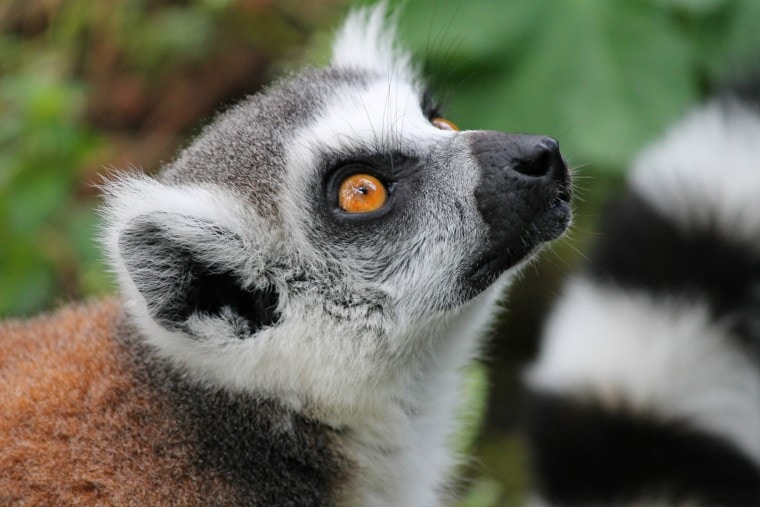 Lemurs close up side view_Pixabay