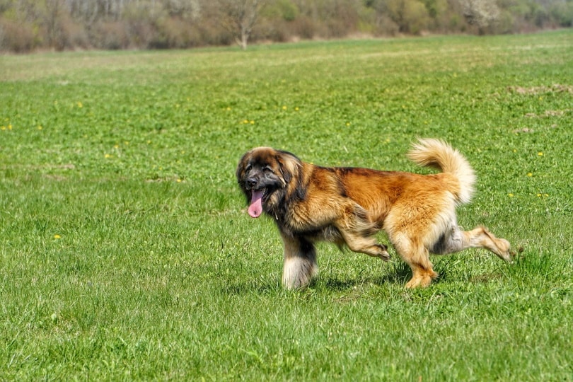 Leonberger running in the grass