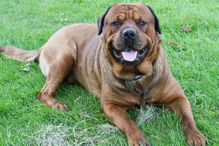 (Mastiff & Rottweiler Mix): Pictures, Guide, Info, Care & More! | Pet Keen