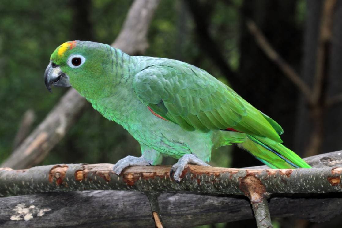 Mealy Amazon parrot on the branch of the tree_Michal Sloviak_Shutterstock