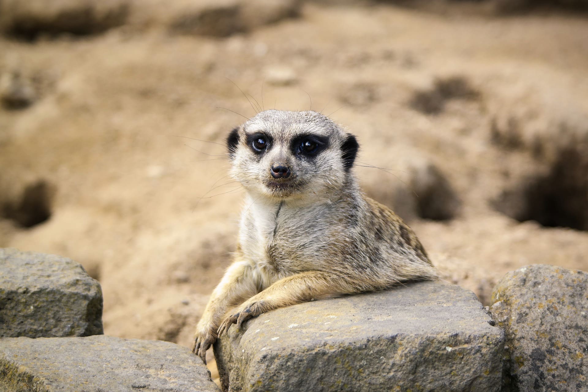 Do Meerkats Make Good Pets? (Legality, Care & More) | Pet Keen
