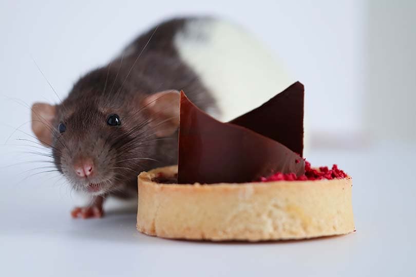 mouse eating cake