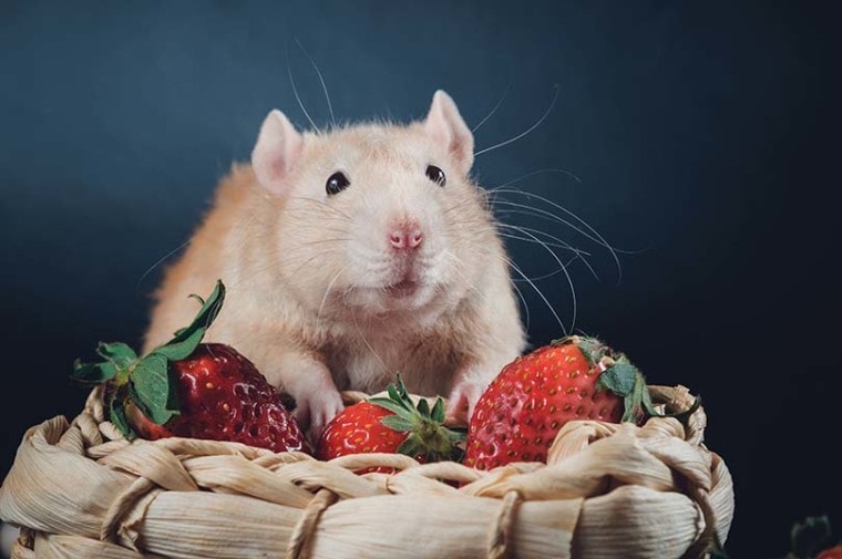 Mice in Strawberry