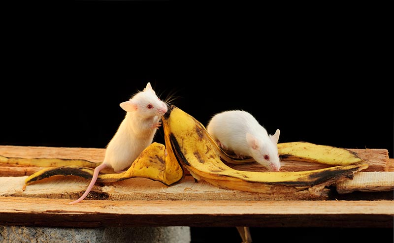 Mice interacting with a banana peel