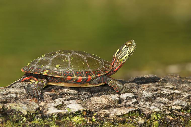 Midland Painted Turtle on the rock_Brian Lasenby_Shutterstock