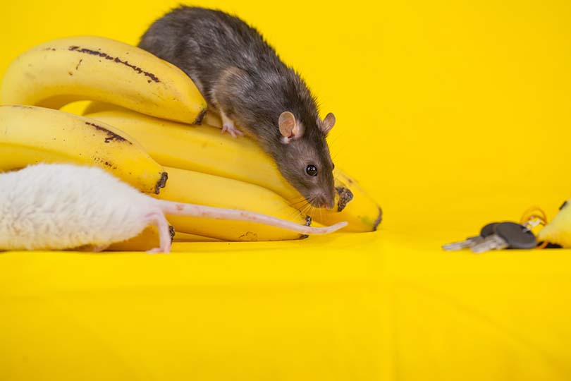 Can Mice Eat Bananas? What You Need to Know! | Pet Keen
