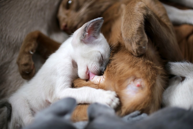 Mother cat nursing her kitten