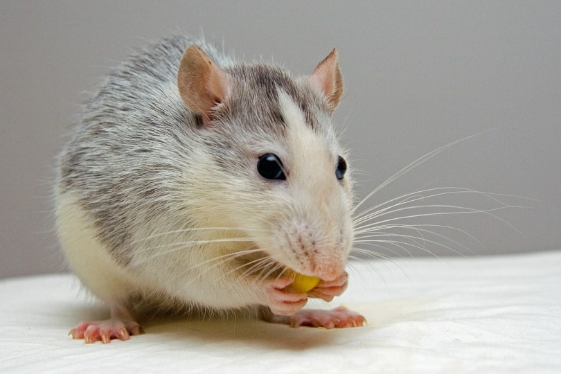 Mouse eating a grape