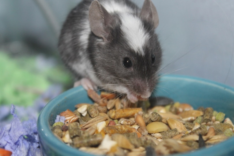 Mouse eating mixed nuts