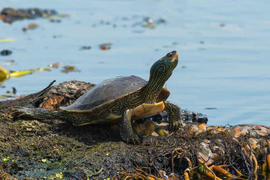 Northern Map Turtle on the edge of the water basking_Paul Reeves Photography_Shutterstock