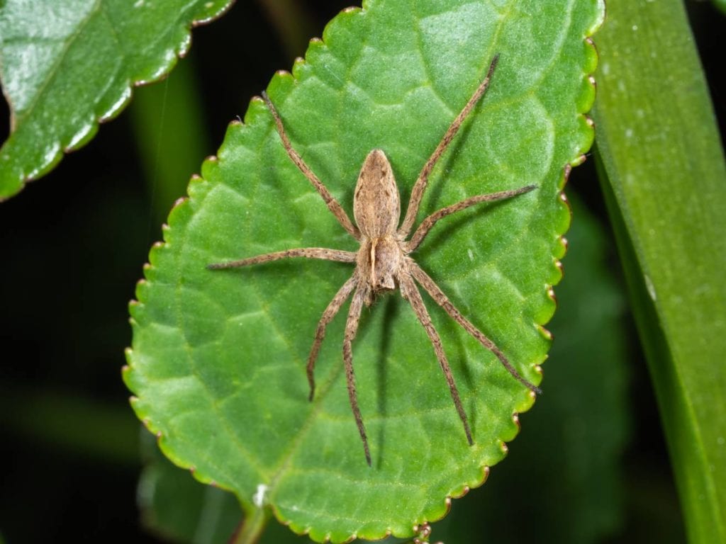 Nursery Web Spider on the leaf_Stephan Morris_Shutterstock