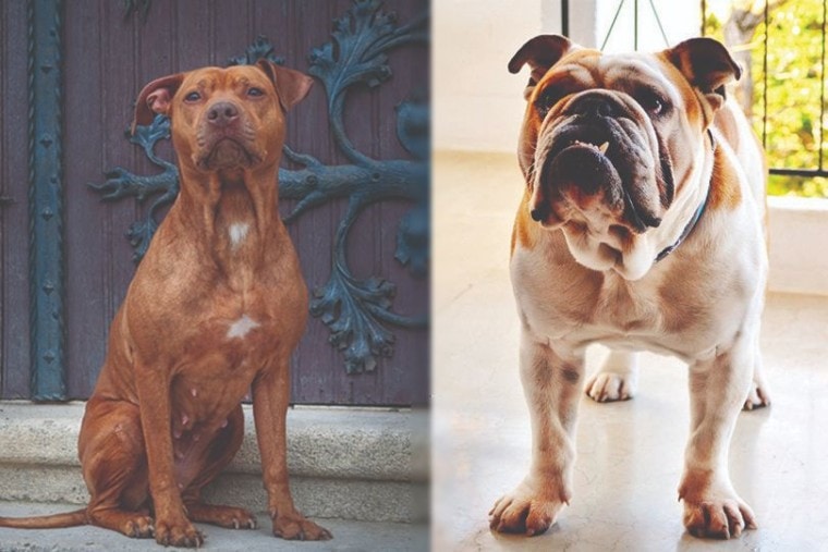 Olde English Bulldogge vs American Pitbull Mix Breed