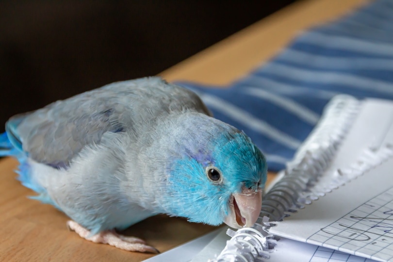 Pacific parrotlet biting on notebook spring