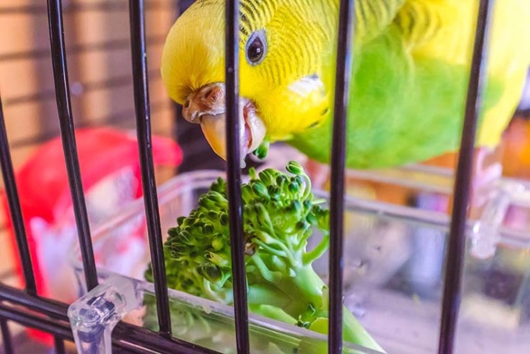 Parakeet Eating Brocoli