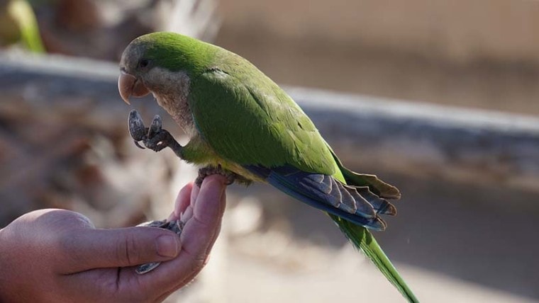 Parakeet Eating Sunflower Seed
