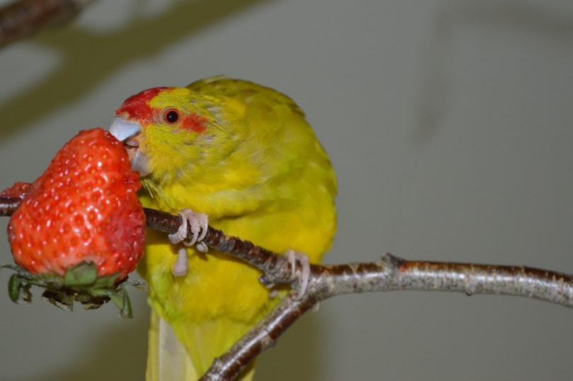 Parakeet eating a strawberry