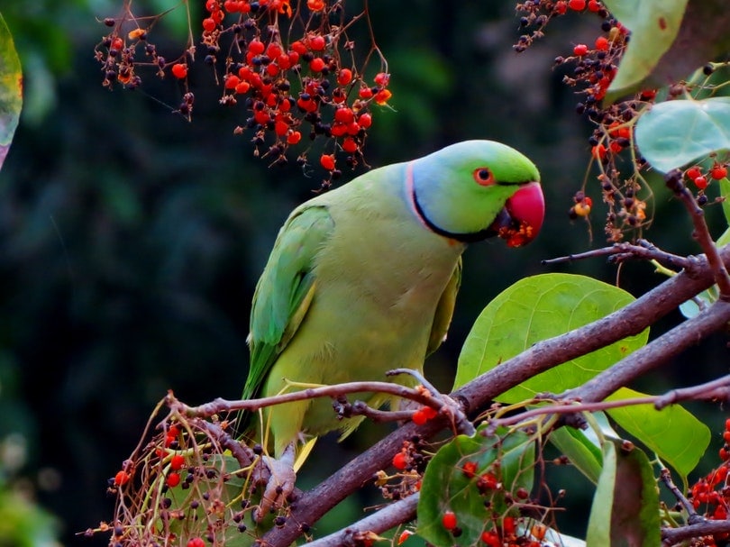 Parakeet eating cherries