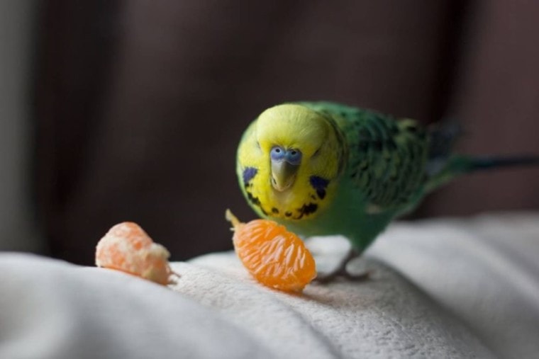 Parakeet eating orange