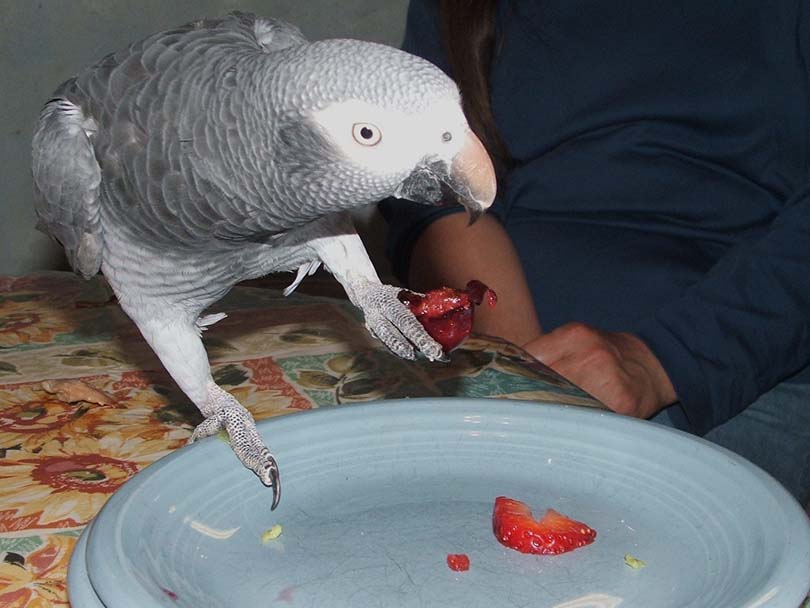 Parrot Eating Raspberries