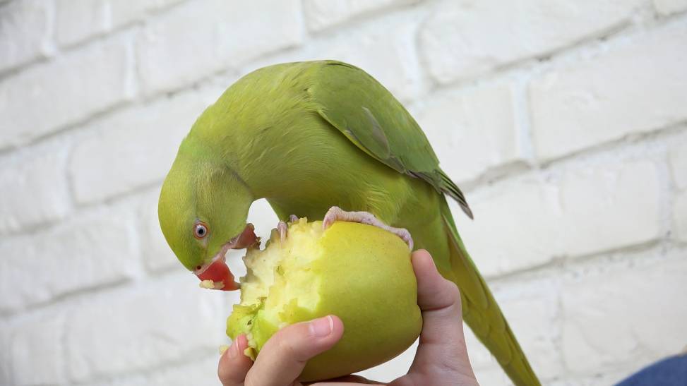Parrot eating apple_Creative Zone_Shutterstock
