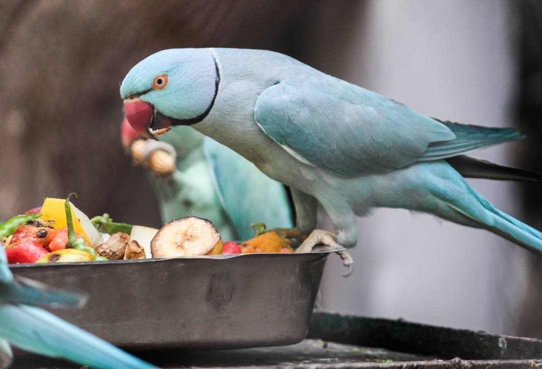तोता खाना खा रहा है