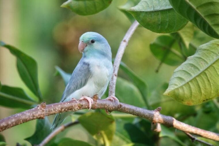 Parrotlet Pied Blue Turquoise’s Color in the forest