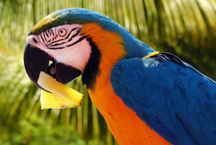 Parrots Eat Pineapple_Miroslav Halama_Shutterstock