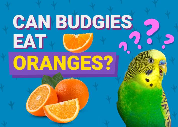 Can Budgies Eat_oranges