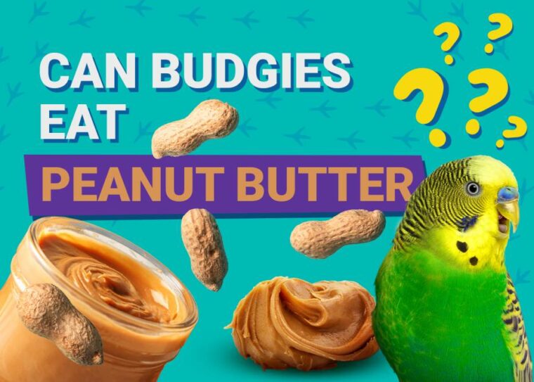 Can Budgies Eat_peanut butter