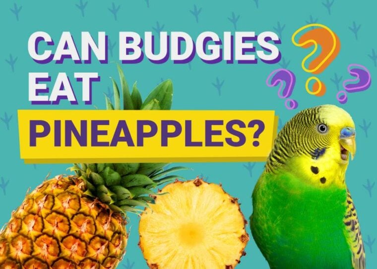 Can Budgies Eat_pineapples