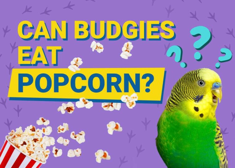 Can Budgies Eat_popcorn
