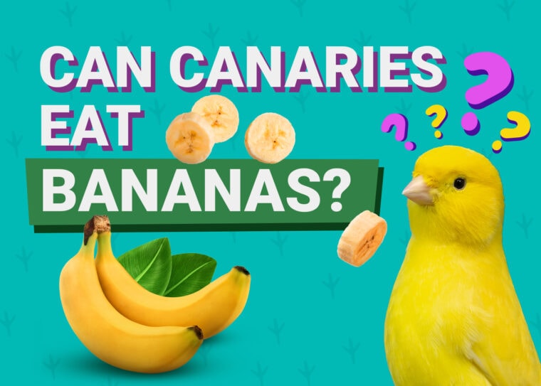 PetKeen_Can Canaries Eat_banana