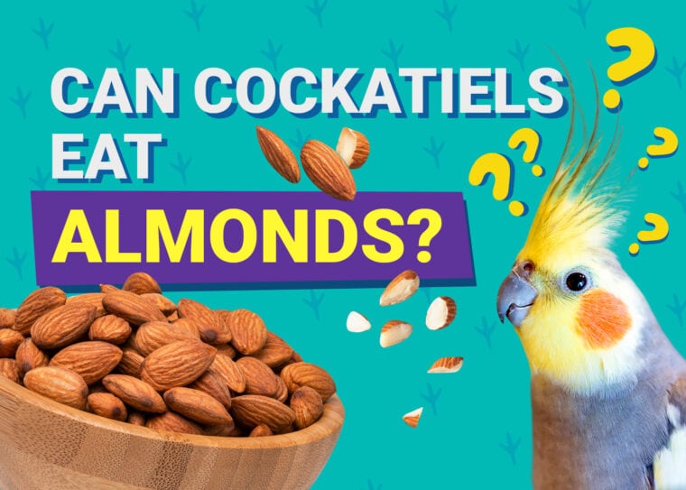 PetKeen_Can Cockatiels Eat_almonds