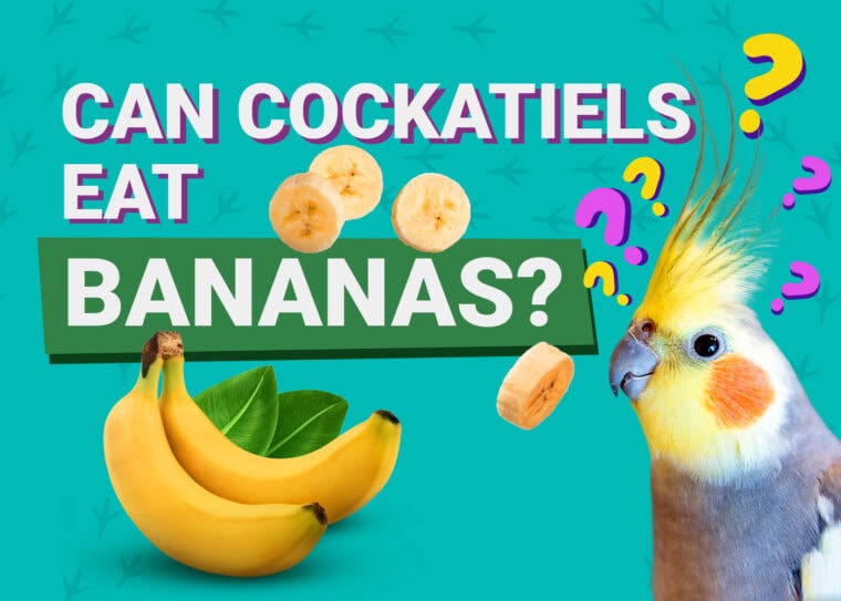 PetKeen_Can Cockatiels Eat_bananas