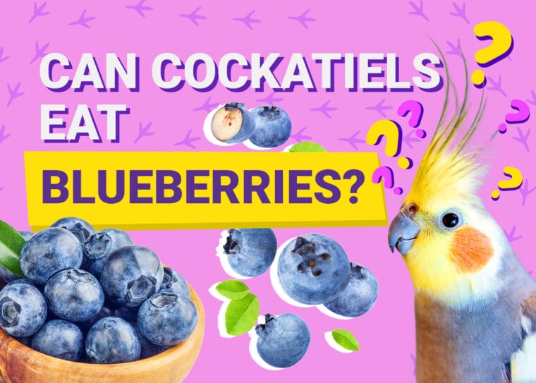 PetKeen_Can Cockatiels Eat_blueberries