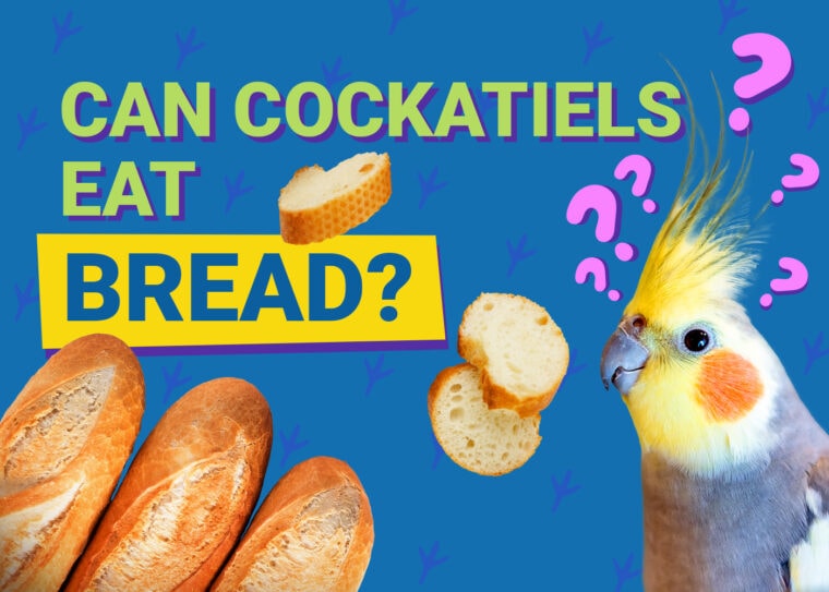 PetKeen_Can Cockatiels Eat_bread