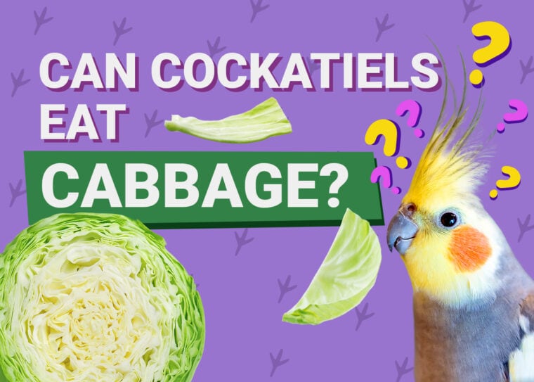 PetKeen_Can Cockatiels Eat_cabbage