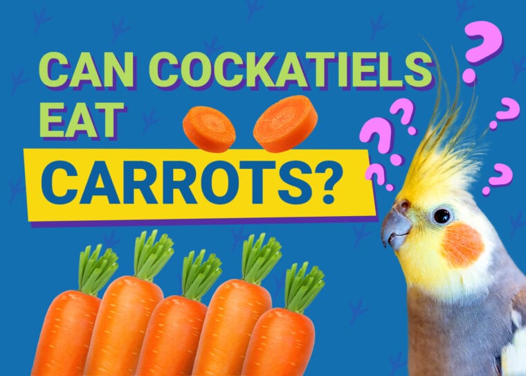 PetKeen_Can Cockatiels Eat_carrots