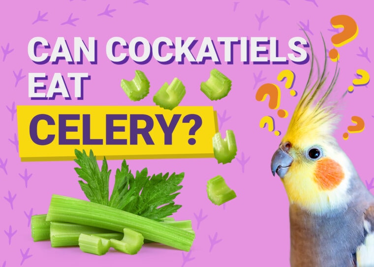 PetKeen_Can Cockatiels Eat_celery