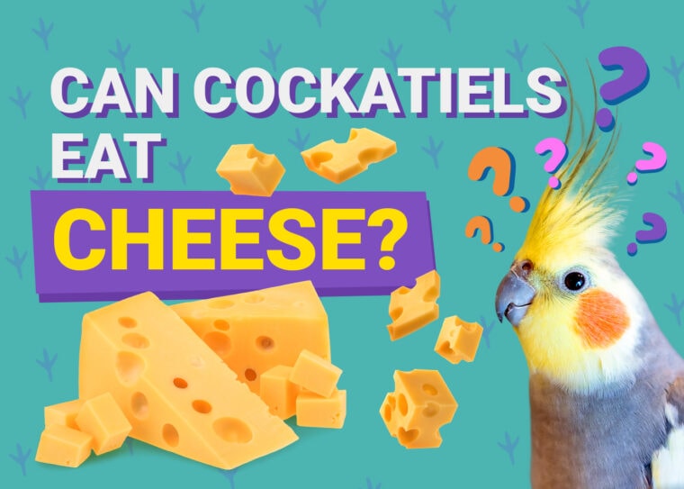 PetKeen_Can Cockatiels Eat_cheese