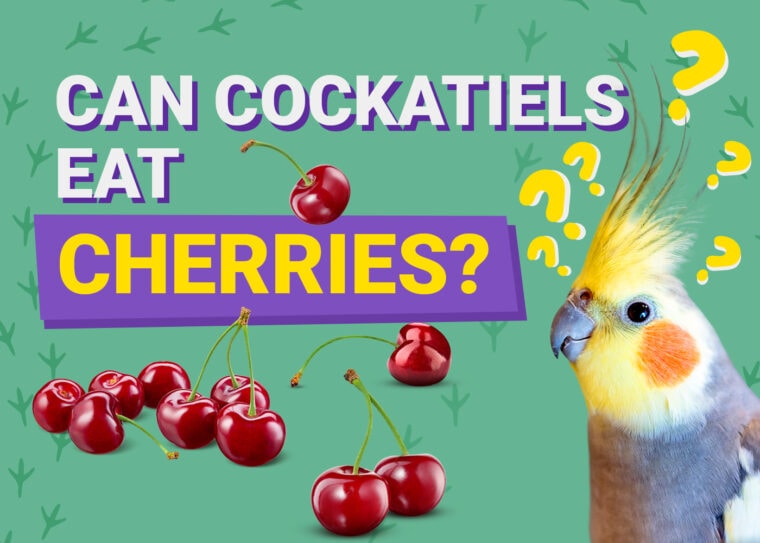 PetKeen_Can Cockatiels Eat_cherries