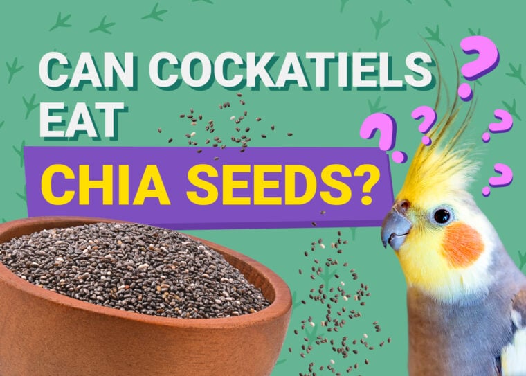 PetKeen_Can Cockatiels Eat_chia seeds